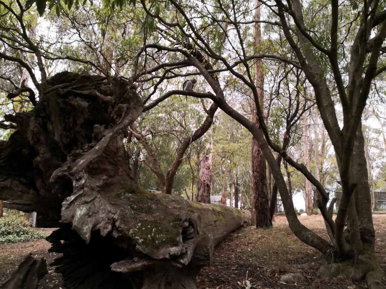 Kalimna Woods Cottages Lakes Entrance Exteriör bild